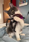Beau - Young male needs a friendly buddy!