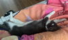 Beau - Young male needs a friendly buddy!