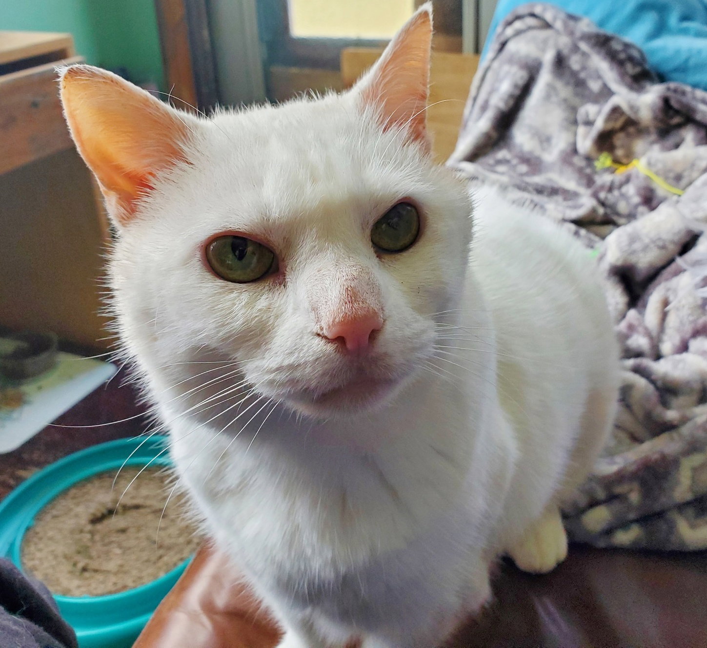 Cats for Adoption in Durham, Oregon Alpha Paw