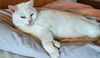 LILLIE -Offered by Owner - Sweet Senior