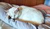 LILLIE -Offered by Owner - Sweet Senior
