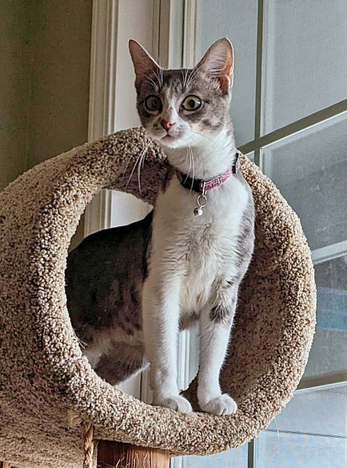 Little Pixie - Young and loves attention!