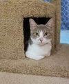 Little Pixie - Young and loves attention!