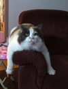 PEACHES & PATCHES - Offered by Owner - Seniors