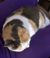 PEACHES & PATCHES - Offered by Owner - Seniors