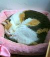 PEACHES & PATCHES - Offered by Owner - Seniors