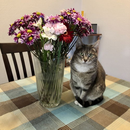 BEANS - Offered by Owner - Young Adult F