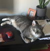 BEANS - Offered by Owner - Young Adult F
