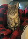 BEANS - Offered by Owner - Young Adult F