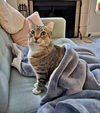 ALAMEDA - Offered by Owner - Adult Female