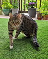 ALAMEDA - Offered by Owner - Adult Female