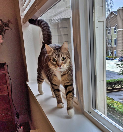 ALAMEDA - Offered by Owner - Adult Female