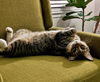 ALAMEDA - Offered by Owner - Adult Female