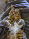ALAMEDA - Offered by Owner - Adult Female