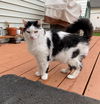 Domino - Offered by Owner - Senior Girl