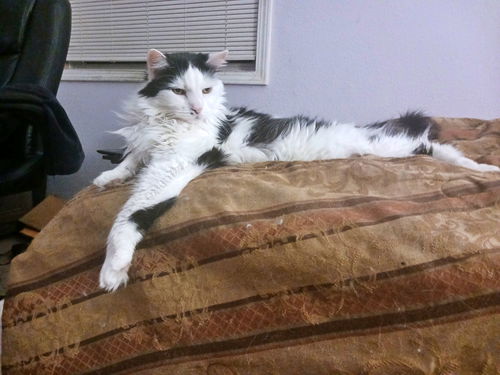 Domino - Offered by Owner - Senior Girl