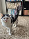 Domino - Offered by Owner - Senior Girl