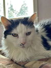 Domino - Offered by Owner - Senior Girl
