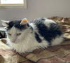 Domino - Offered by Owner - Senior Girl