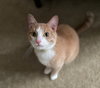 GINGER & STORMY - Offered by Owner - Young Pair