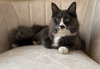 GINGER & STORMY - Offered by Owner - Young Pair