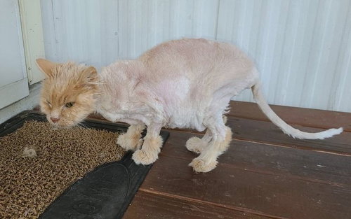 MORRIS - Offered by Owner - Super-sweet and Chill