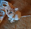 MORRIS - Offered by Owner - Super-sweet and Chill