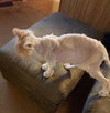 MORRIS - Offered by Owner - Super-sweet and Chill