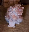 MORRIS - Offered by Owner - Super-sweet and Chill