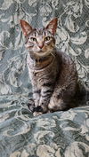 VESTA - Offered by Owner - Friendly Adult female