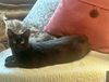 BRIE - Offered by Owner - Good w/kids & cats