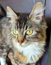 PENNY PRETTY PAWS - Young/friendly female