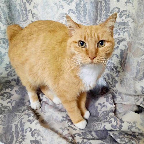 SOPHIE - Offered by Owner - Senior Star
