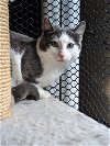 DILLON - Offered by Owner - Young Male
