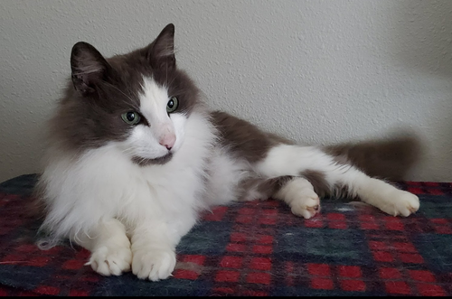 MARTY - Offered by Owner - Sweet senior