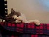 MARTY - Offered by Owner - Sweet senior