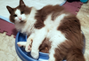 MARTY - Offered by Owner - Sweet senior