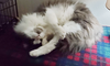 MARTY - Offered by Owner - Sweet senior