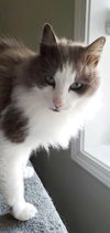 MARTY - Offered by Owner - Sweet senior