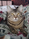 Sushi f and Smokey m -Offered by Owner-Young Pair