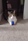 Sushi f and Smokey m -Offered by Owner-Young Pair