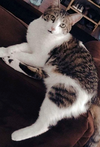 Sushi f and Smokey m -Offered by Owner-Young Pair