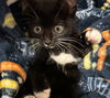 Adorable Sister Kittens