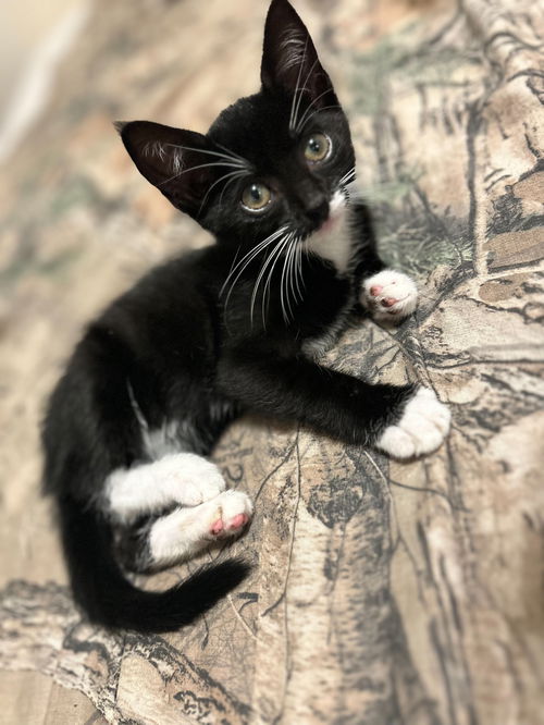 Adorable Sister Kittens