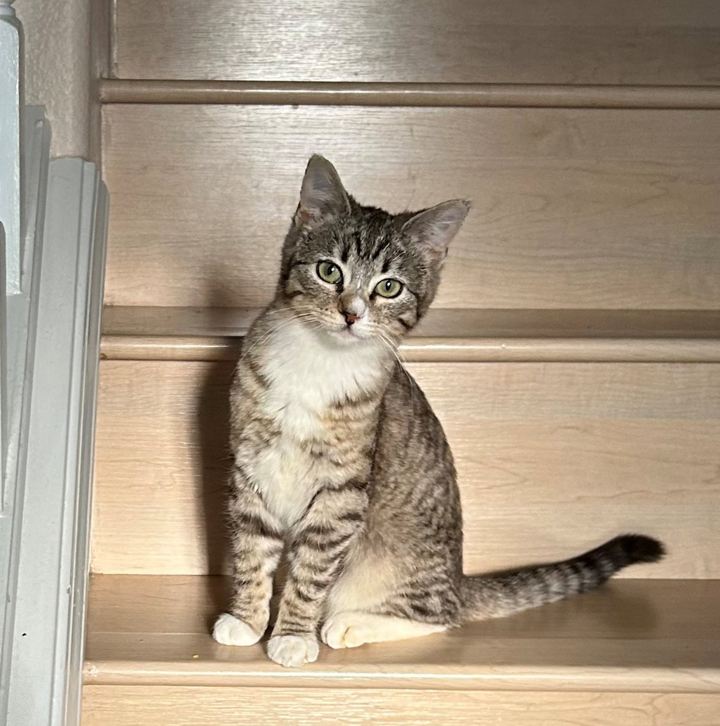 Cats for Adoption in Mcminnville, Oregon Alpha Paw