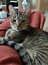 KIPPA - Offered by Owner - Young female