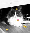 FANCY PANTS - Offered by Owner - Ragdoll Mix