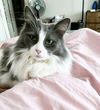FANCY PANTS - Offered by Owner - Ragdoll Mix
