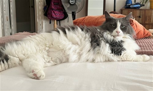 FANCY PANTS - Offered by Owner - Ragdoll Mix