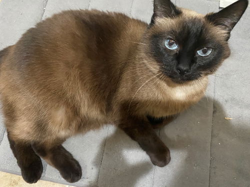 GIGI & CHARLIE - Offered by Owner -Siamese Sr.Pair